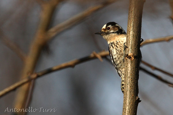 Picchio rosso minore