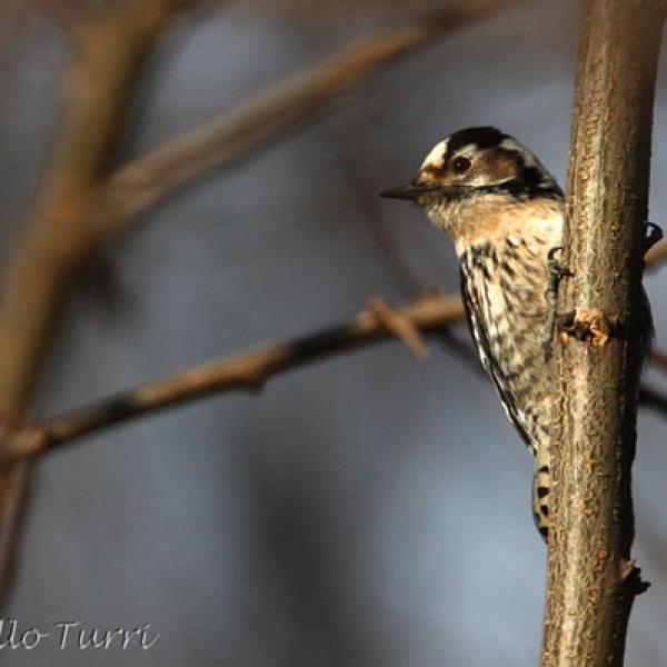 Picchio rosso minore